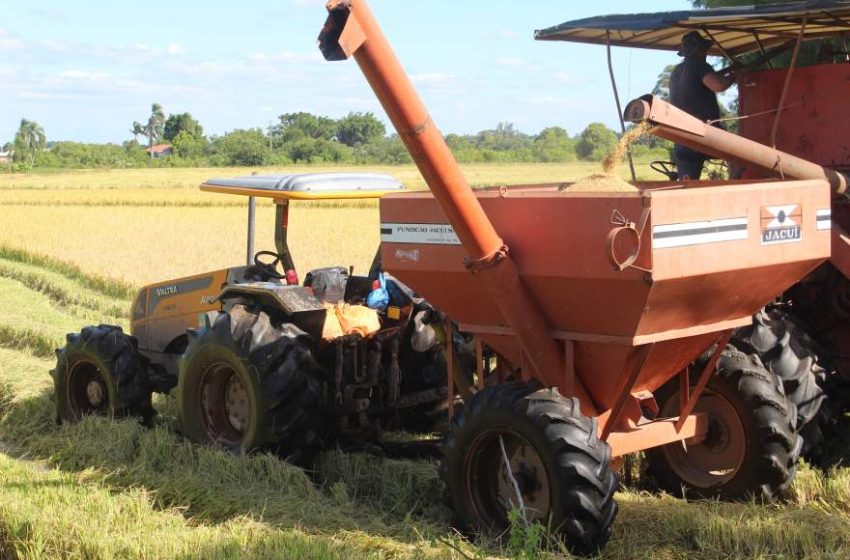 Valor da produção agrícola brasileira recua 3,9% em 2024; arroz é sétimo no ranking