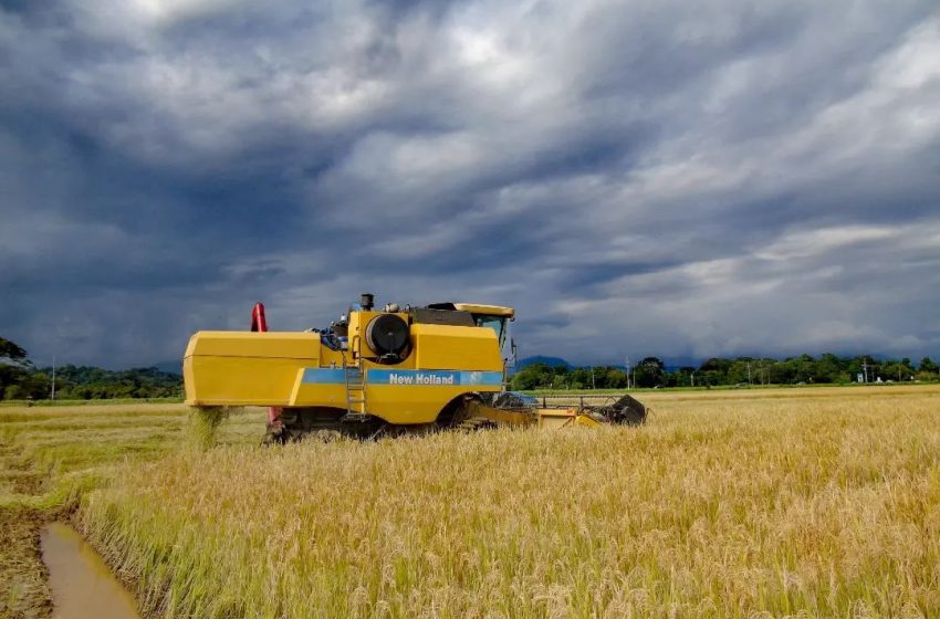  Boa produção e reabertura de exportações asiáticas tendem a favorecer oferta de arroz no mercado mundial