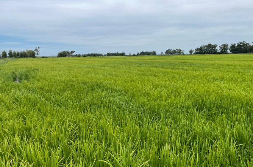  Fertilizantes minerais ampliam benefícios no cultivo do arroz