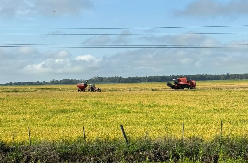 Superoferta derruba preços e arrozeiros gaúchos anunciam redução de área semeada