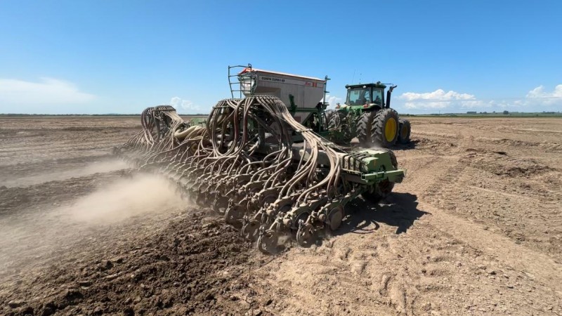  Arroz no RS: preços em queda ampliam prejuízos e pressionam produtores