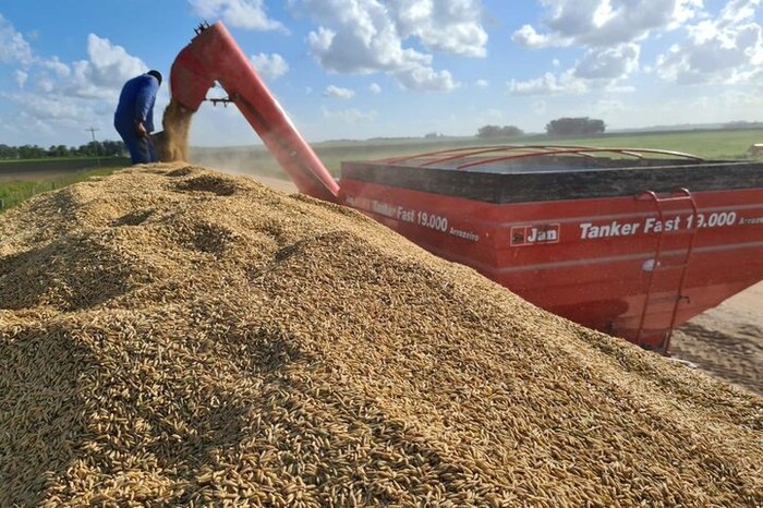  Produção de arroz argentina superou 1,5 milhão de toneladas