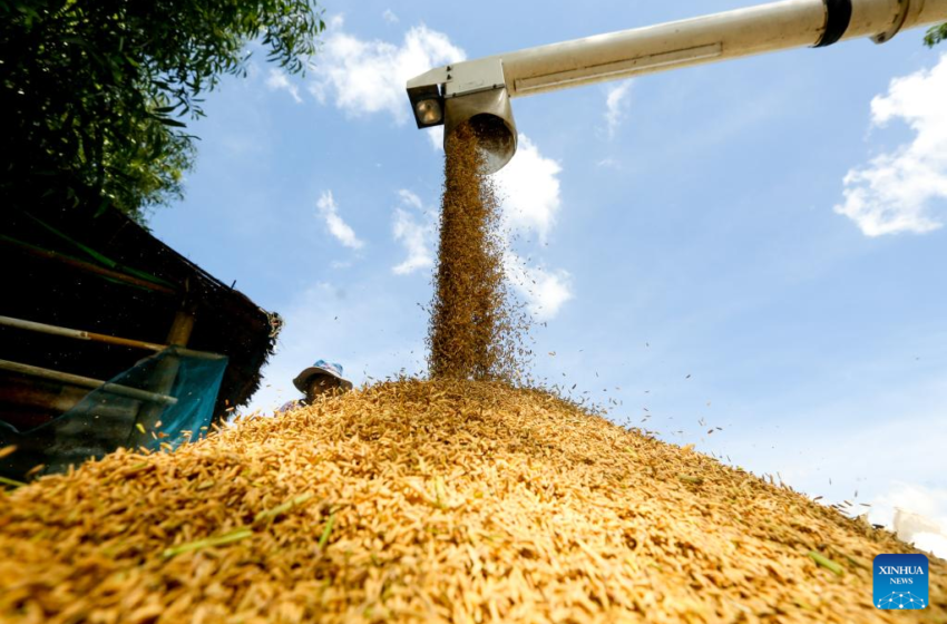  Compradores preferem arroz barato indiano, mas suprimentos do Vietnã estão no fim