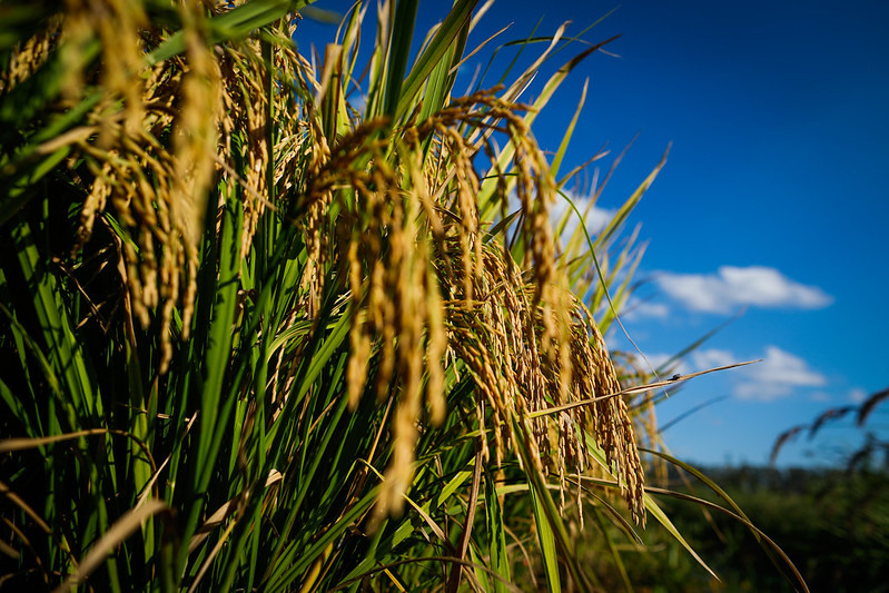  Projeto Campo Futuro apura custos de produção de arroz