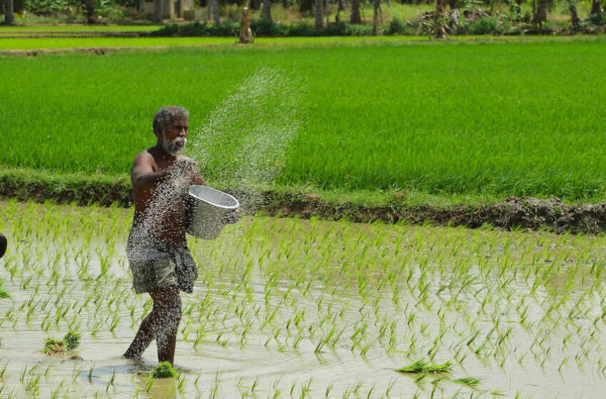  Índia enfrenta questionamentos na OMC sobre diferença nos estoques de arroz