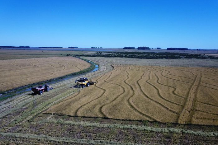  É hora de conhecer a maior produtividade de arroz entre Brasil, Uruguai e Argentina