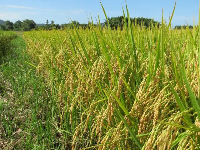  Epagri lança arroz irrigado tolerante ao frio e ao calor na fase reprodutiva