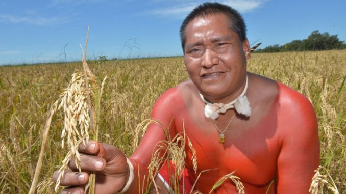  No Mato Grosso, indígenas xavantes colhem mais de 100 toneladas de arroz