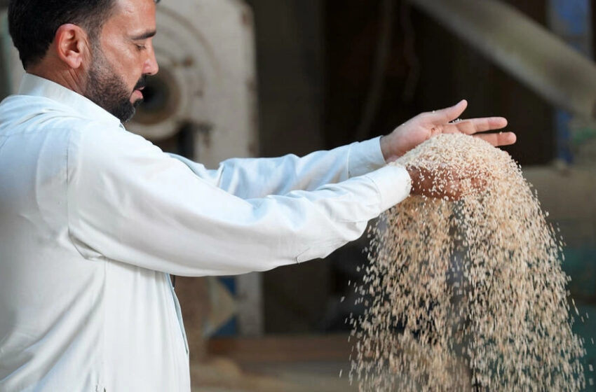  Colheita de arroz do Iraque ameaçada pela seca