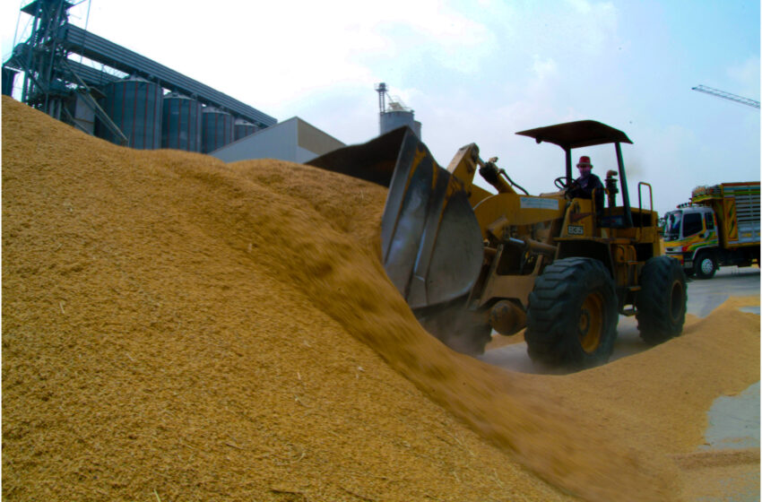  Índia manterá restrições à exportação de arroz