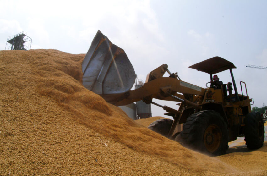  Por que a Índia proibiu a exportação de arroz quebrado e mais restrições podem estar a caminho