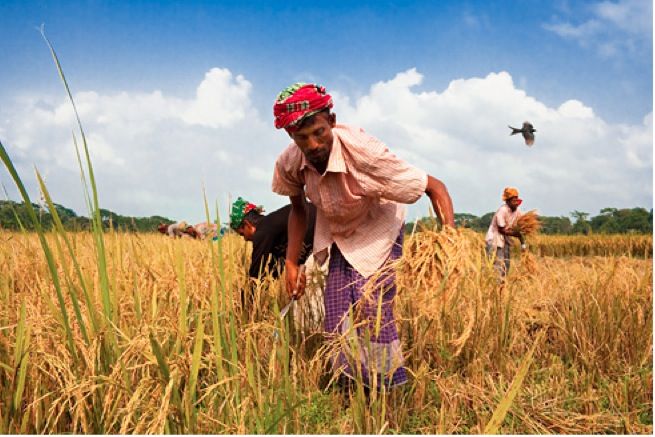  Paquistão ofereceu 500 mil t de arroz a menor preço em leilão na Ásia