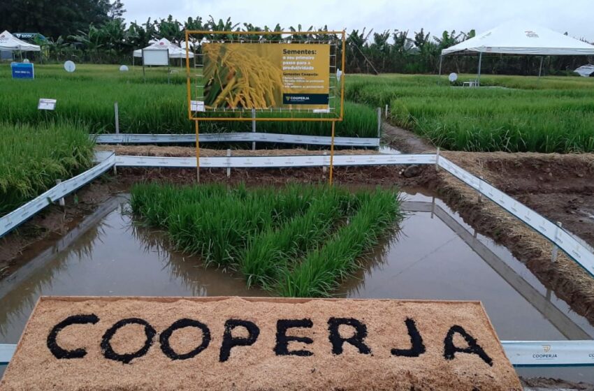  Cooperja prepara 18º Campo Agroacelerador presencial e com transmissão ao vivo