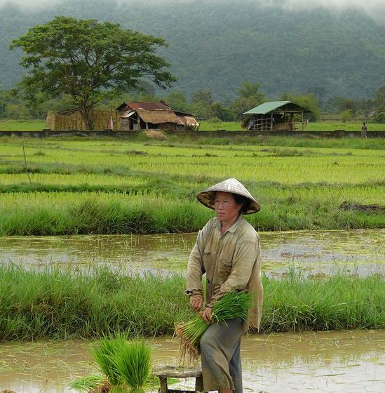  Preços de exportação de arroz caem no primeiro trimestre