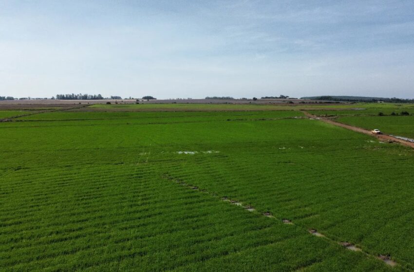  Semeadura do arroz chega a 88,4% no Rio Grande do Sul