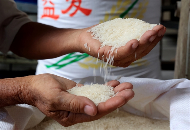  Pesquisadores chineses identificam gene que ajuda a produzir arroz com menos água
