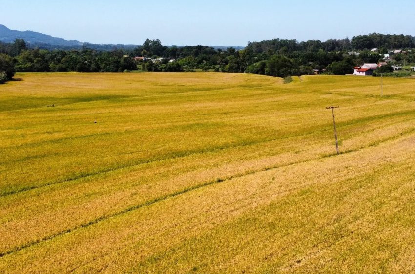  Conab projeta safra de arroz 2024/25 em 12,05 milhões de toneladas