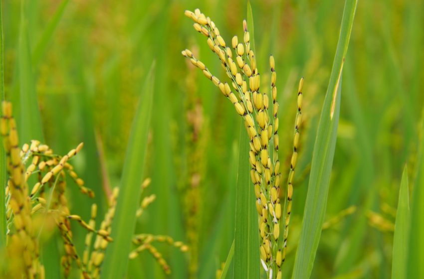  Governo japonês recorre aos estoques de arroz em meio à alta dos preços