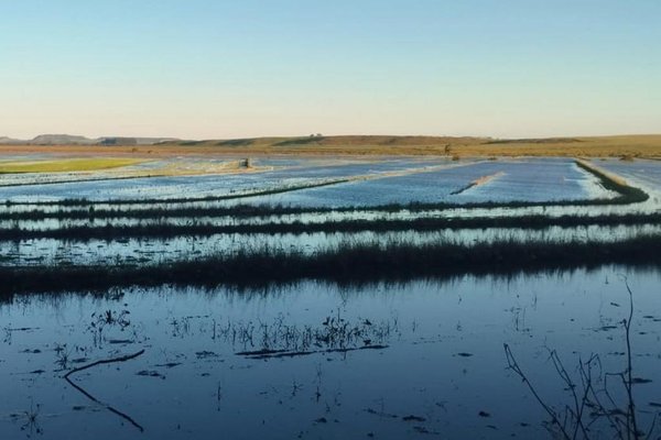  Cheia do Rio Uruguai afeta o plantio de arroz na Fronteira Oeste