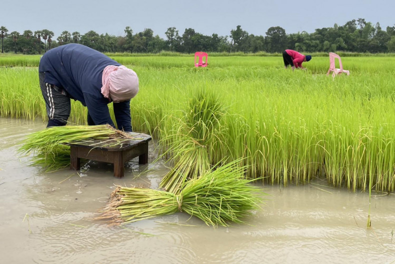  Produção de arroz tailandês deve cair