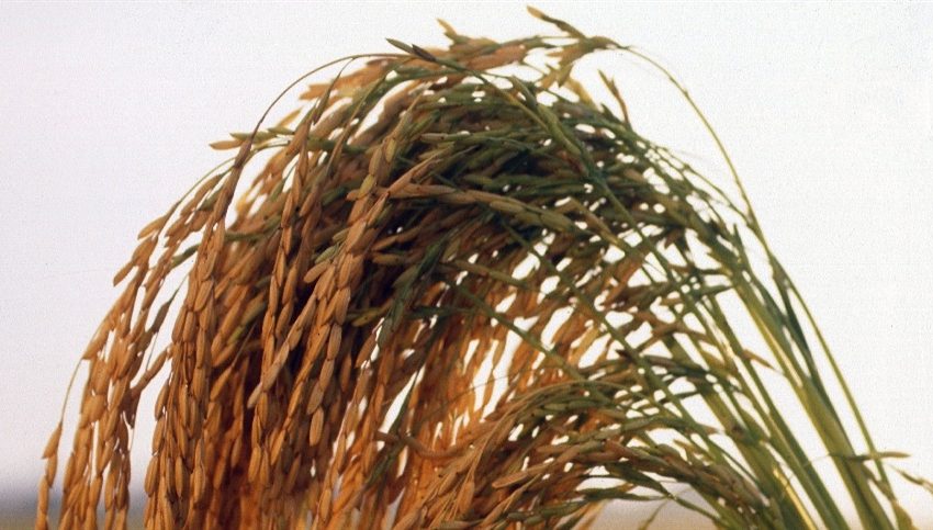 Arroz: preços sobem e plantio ganha ritmo no RS