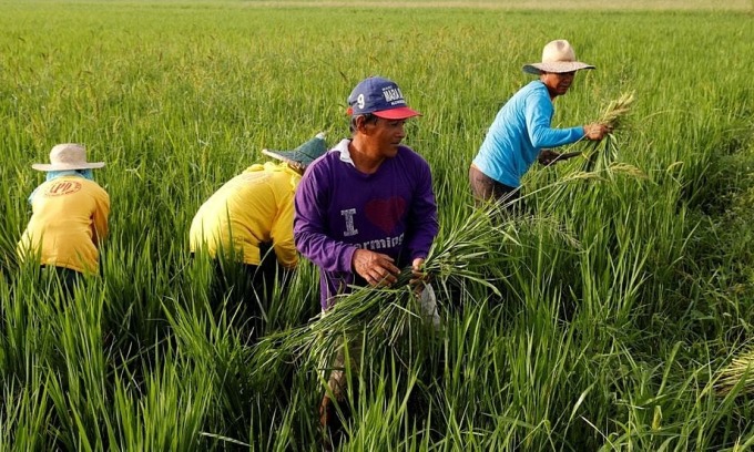  Filipinas estende cortes tarifários sobre arroz importado para combater a inflação
