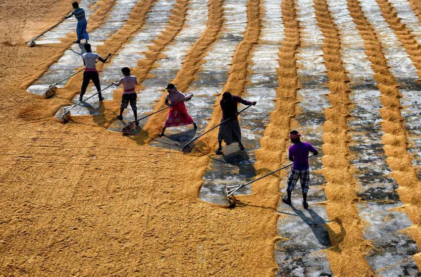  Por quais motivos as mudanças na China e na Índia pouco afetarão os mercados de arroz em casca no Brasil?