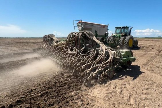  Por que parte da área de arroz pode não ser semeada na região central do Estado