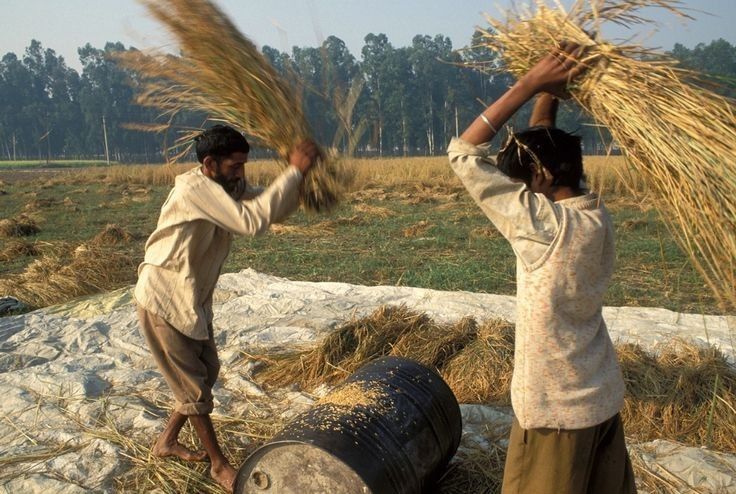  Preços do arroz na Índia ampliam declínios com desvalorização da rupia