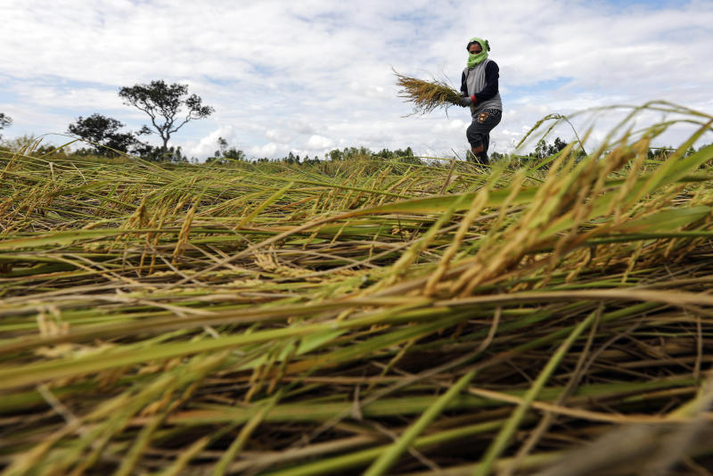  Demanda por arroz tailandês é baixa; Preço indiano perto do mínimo em 24 meses