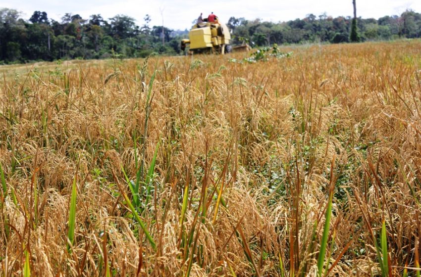  Rondônia caminha para safra promissora de arroz, mas com desafios no radar