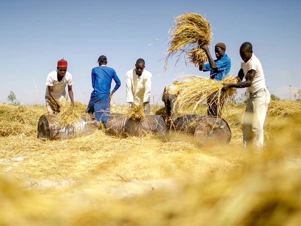  Dois milhões de toneladas de arroz são contrabandeadas para a Nigéria por ano