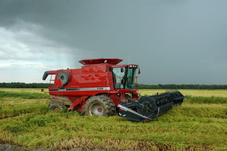  Custos de produção podem subir até 40% para os arrozeiros da Louisiana
