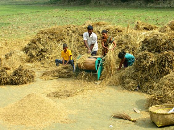  Índia enfrenta pressão na OMC por restrições à exportação de arroz