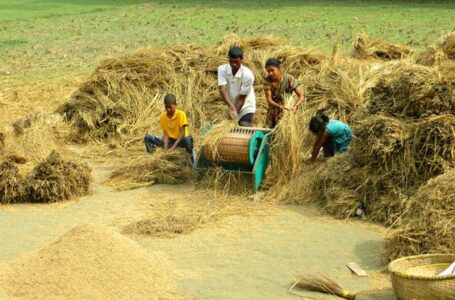 Índia vendeu cerca de 20 milhões de toneladas de arroz