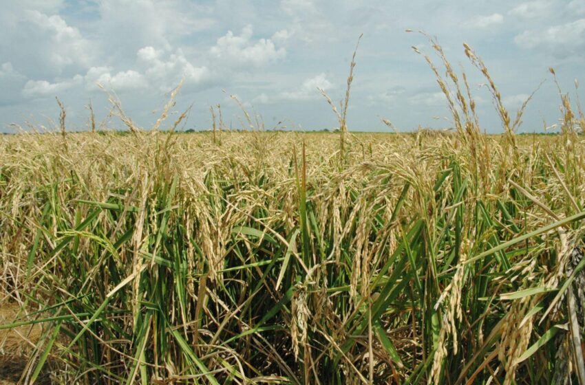  El arroz podría tener récord de superficie sembrada este año