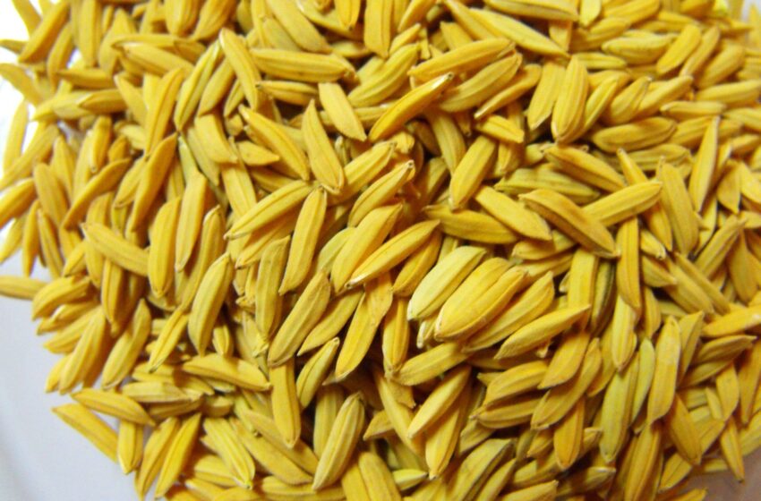  Peru reduz importações de arroz com reflexos em Brasil e Uruguai