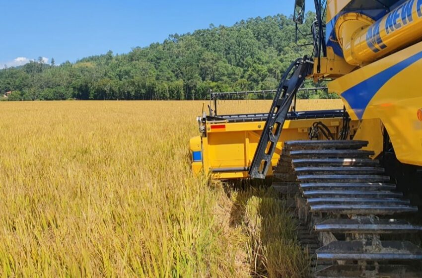  Preços do arroz em Santa Catarina se elevaram de janeiro a março