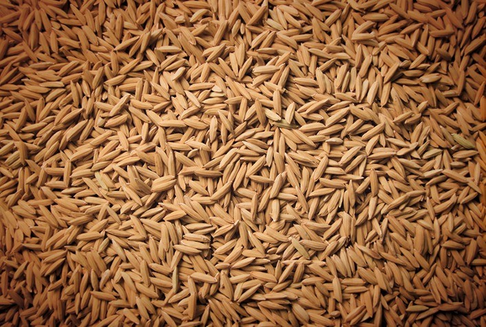  A Índia exporta mais de 1 milhão de toneladas de arroz não basmati para 7 países