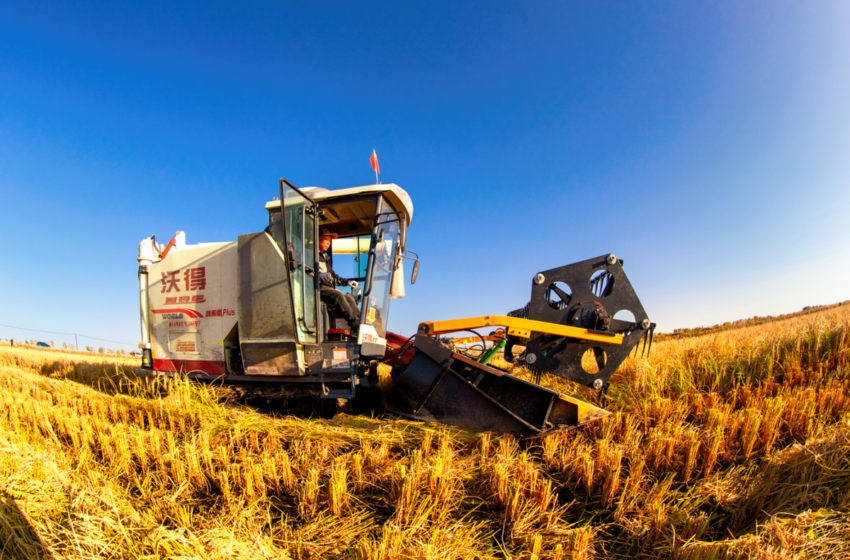  FAO vê até seis países compensando oferta do arroz indiano