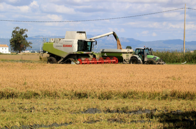  Área com arroz cresceu 10% na Argentina no ciclo 2023/2024