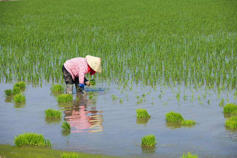  Preço do arroz na Índia atinge mínima de 19 meses, a competição cresce