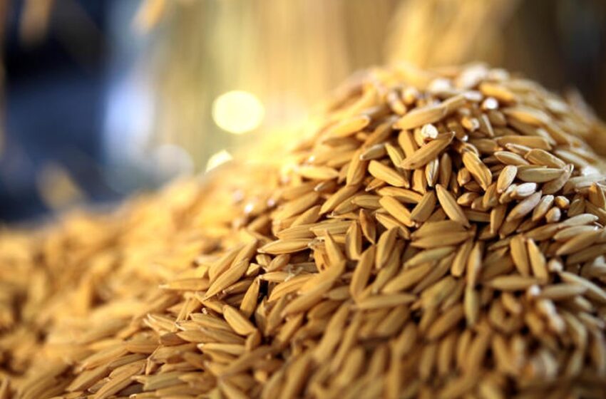  Embrapa indica cultivares de arroz para os sistemas produtivos na safra 2021/2022