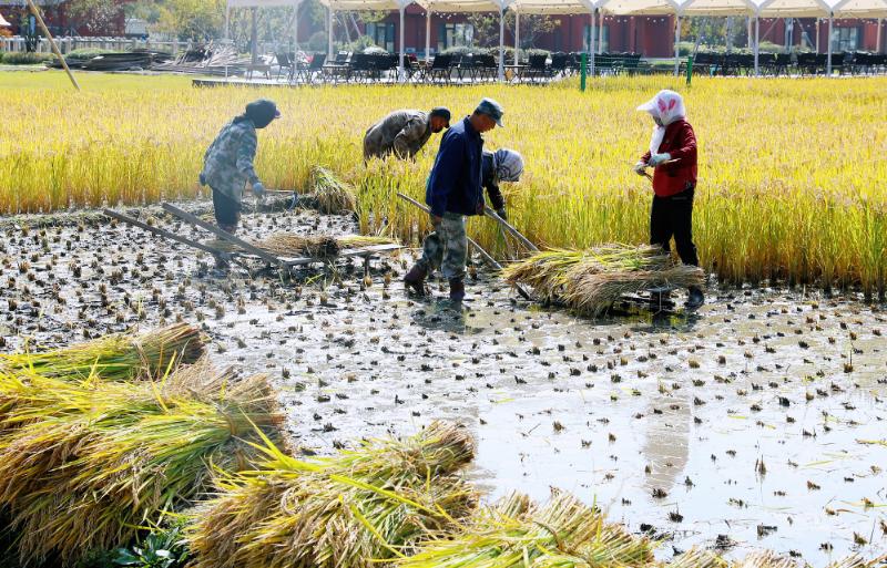  Os EUA são um mercado importante ao arroz tailandês, mesmo com tarifas de Trump