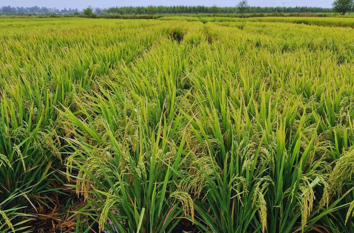  Inta apresenta duas novas cultivares de arroz para a Argentina
