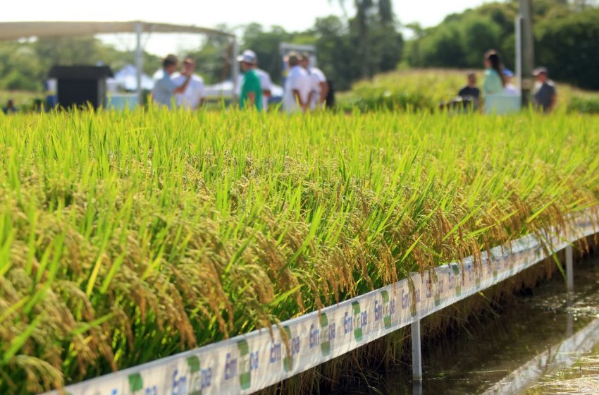  Vitrines Tecnológicas impulsionam inovação na Colheita do Arroz em Terras Baixas