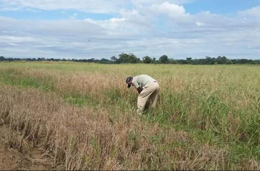  Em Corrientes, Argentina, estimam perda de mais de 50% na produção de arroz