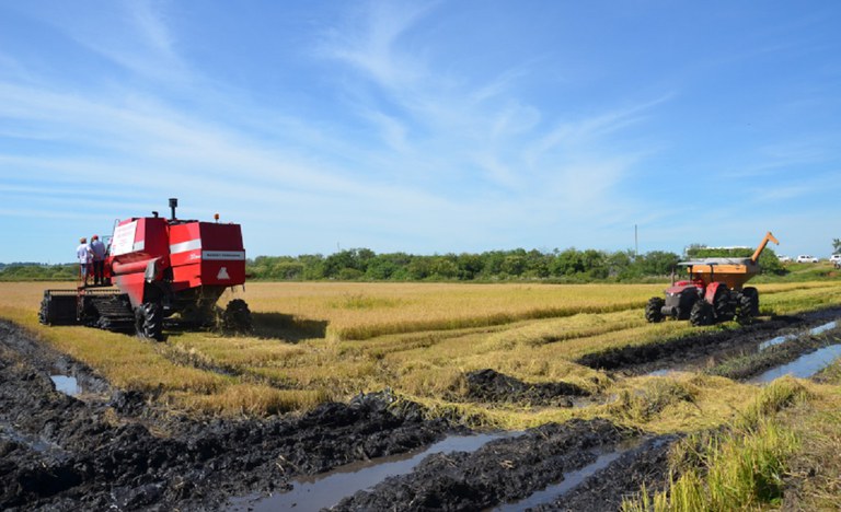  Conab mantém expectativa de produção de arroz abaixo das 10 milhões de toneladas