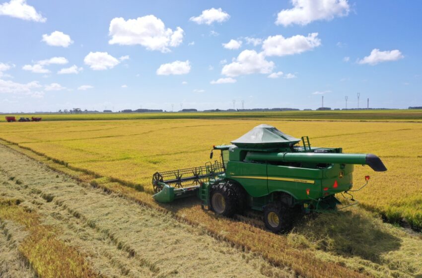  Queda de preços pressiona arrozeiros frente a custo alto