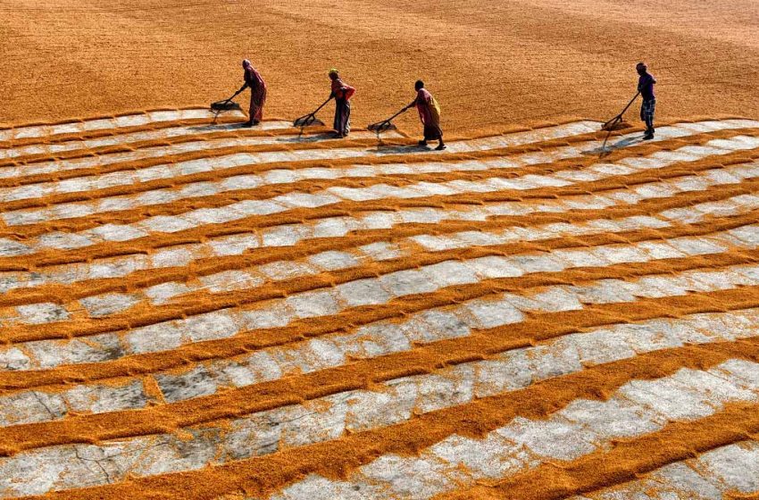 Ásia: Tailândia chega ao menor preço do arroz em 18 anos